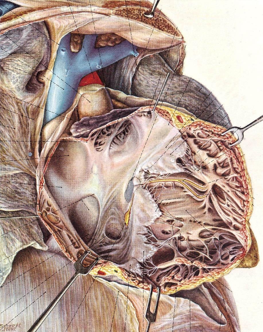 Crista terminalis Das rechte Herz Rechter Vorhof: Auricula dextra Musculi pectinati Vena cava