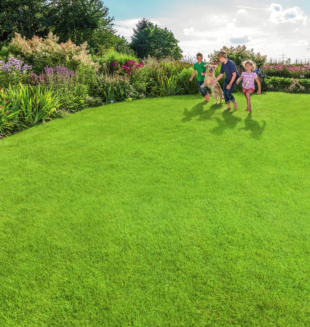 Prachtgarten für hohe Gestaltungsansprüche: anspruchslos und pﬂegeleicht keimt schnell wieder dicht und grün strapazierfähig und belastbar Pracht&EleganzRasen sattgrüner Rasenteppich