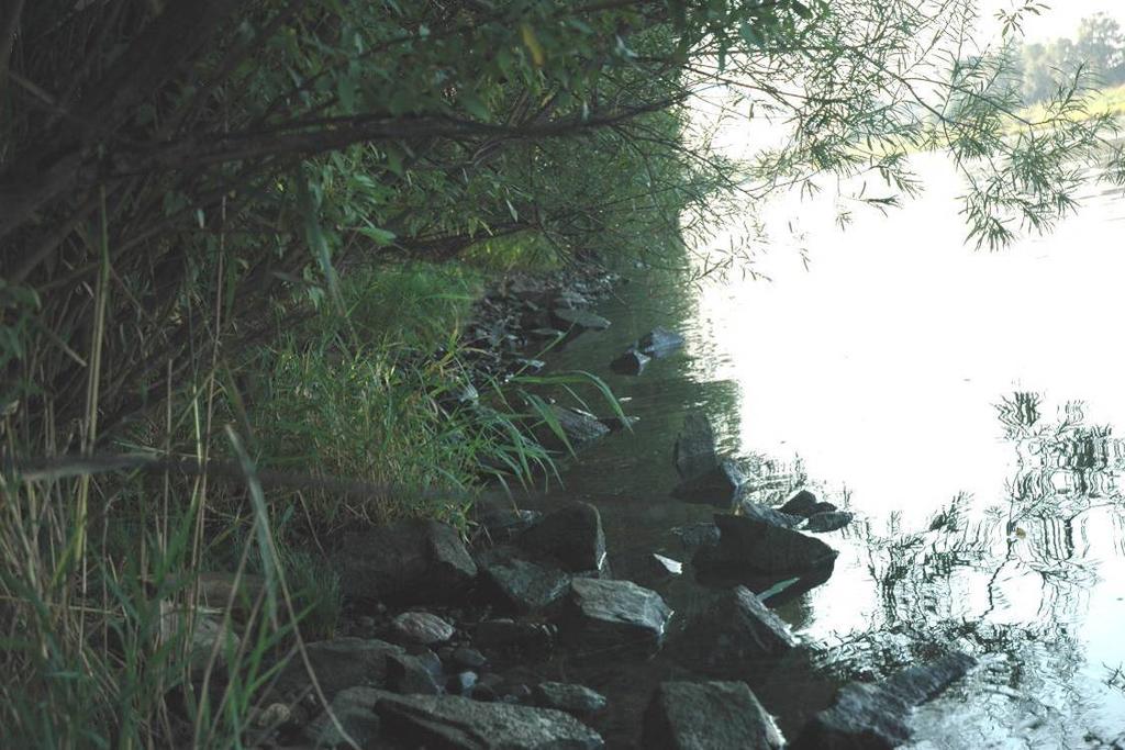 Bild 9.30: Ufernaher Unterwuchs unter Weiden in Abschnitt 10 (14.9.2006, bei Niedrigwasser) Bild 9.