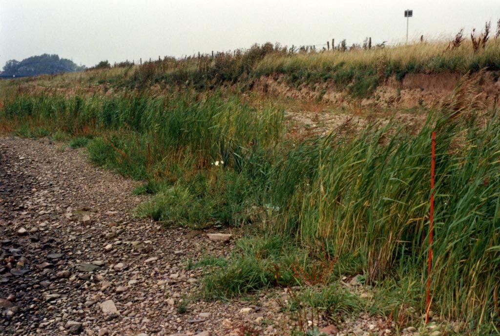 Bild 9.2: Röhrichtpflanzung an abgeflachter Uferböschung, Blick vom Ufer zur Steilkante (Abschnitt 2; Sept.