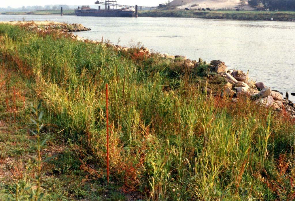 Bild 9.4: Röhrichtpflanzung am abgeflachten Ufer mit Steinwall.
