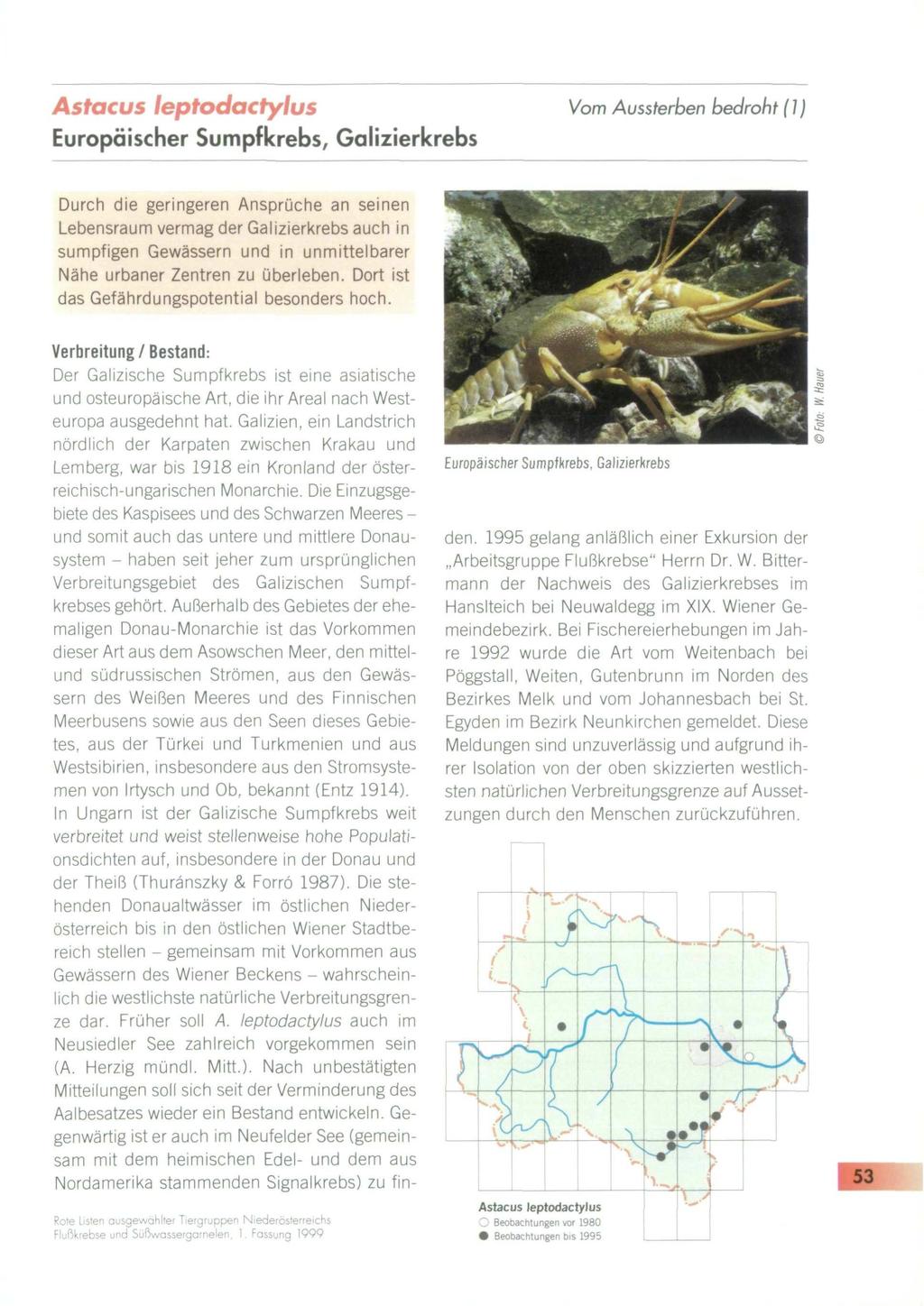 Astacus leptodactylus Europäischer Sumpficrebs, Galizierkrebs Vom Aussterben bedroht (1) Durch die geringeren Ansprüche an seinen Lebensraum vermag der Galizierkrebs auch in sumpfigen Gewässern und