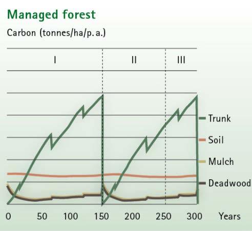 verrottet im Wald und setzt damit CO 2 frei