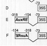 AuxRE-154) reicht für die Auxin response aus