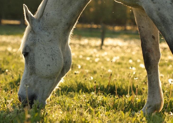 Was hat Pferdegesundheit mit Artenvielfalt zu