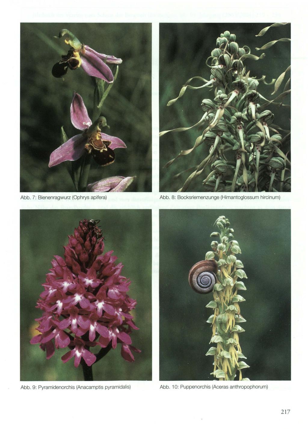 Abb. 7: Bienenragwurz (Ophrys apifera) Abb. 8: Bocksriemenzunge (Himantoglossum hircinum) Abb.