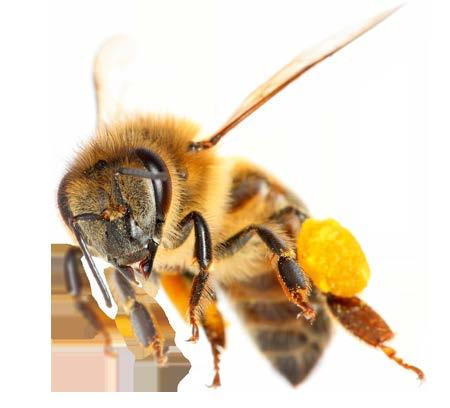 die Bienen Vieles