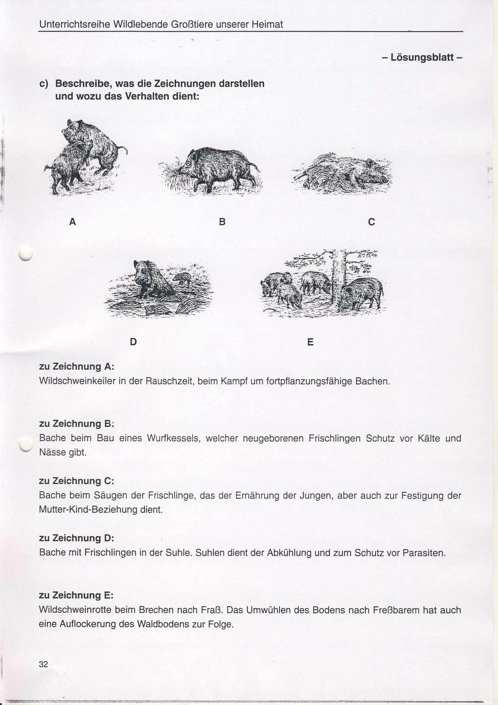 Unterrichtsreihe Wildlebende Großtiere unserer Heimat - Lösungsblatt - c) Beschreibe, was die Zeichnungen darstellen und wozu das Verhalten dient: 'ili p {i A B c zu Zeichnung A: Wildschweinkeiler in