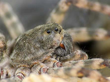 Auf dem Foto ist ein Männchen zu sehen. Diese Spinne hätte übrigens weit besser in den Lebensraum Flussschotterbereich an der Oker gepasst.