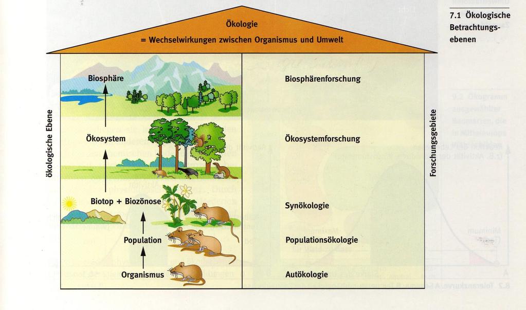 3. Verortung der Ökologie im Kerncurriculum, mit