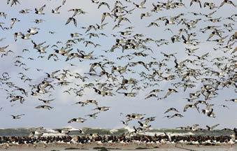 Das Wattenmeer ist ein international bedeutender Rastplatz für tausende Zugvögel. Weitere Informationen hierzu finden Sie in der Broschüre Gänsewochen im Nationalpark Hamburgisches Wattenmeer.