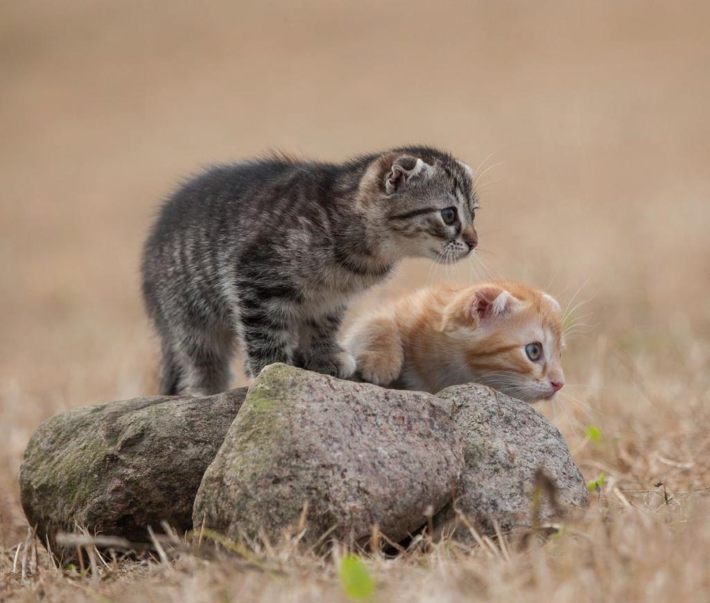 Kitten Wildlife 5 Wenn Sie Katzen draußen fotografieren, wie im folgenden Beispiel, ist es hilfreich, kleine Steine oder Ähnliches auszulegen.