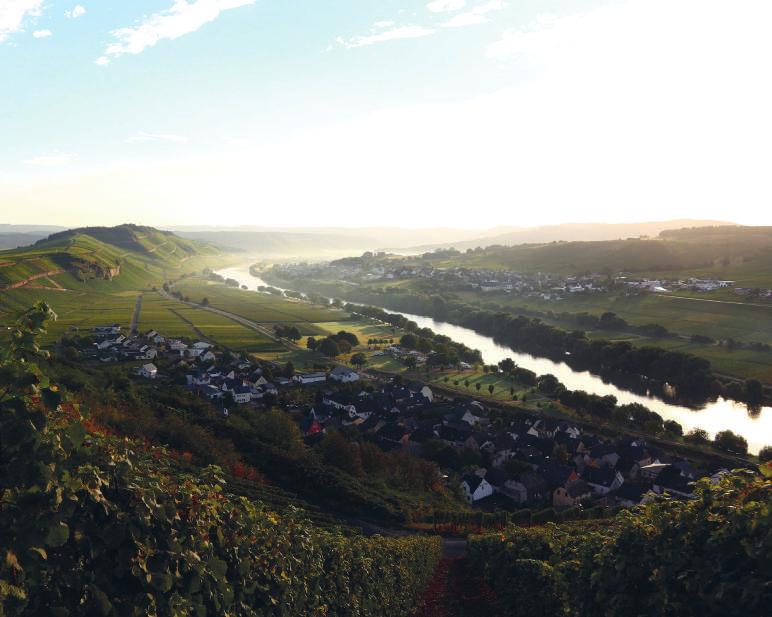 Die Mosel, sie ist unsere Heimat und die unserer Weine - und das schmeckt man auch.