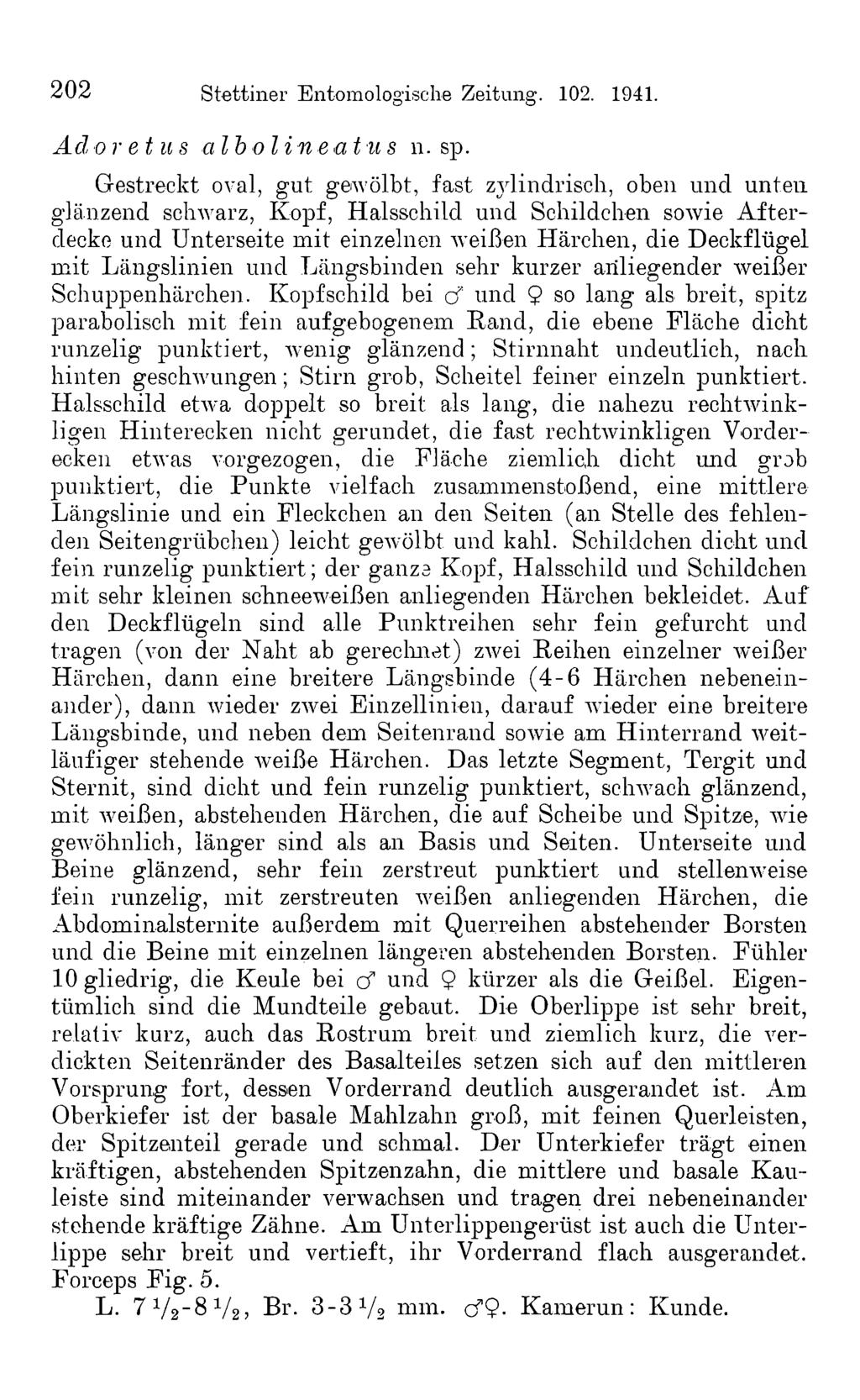 202 Stettiner Entomolog ische Zeitung. 102. 1941. Ad oretus alboli n e a t u s n. sp.