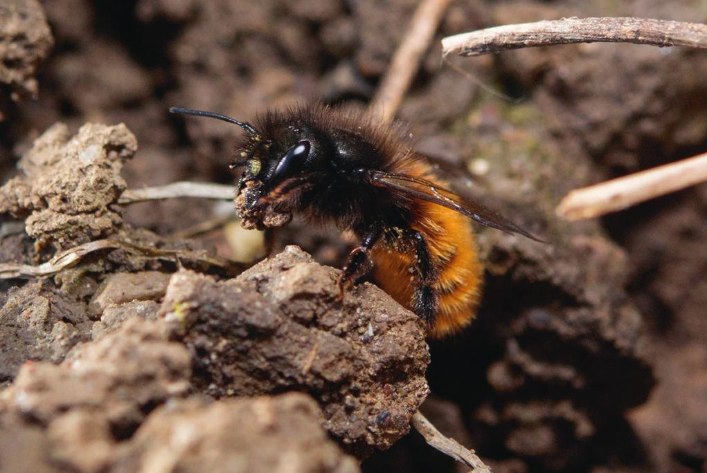 Wildbienen: Gehörnte Mauerbiene (http://wildbieneundpartner.