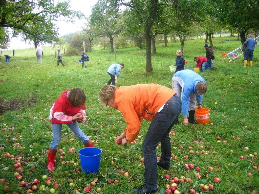 Schüler bei der Apfelernte