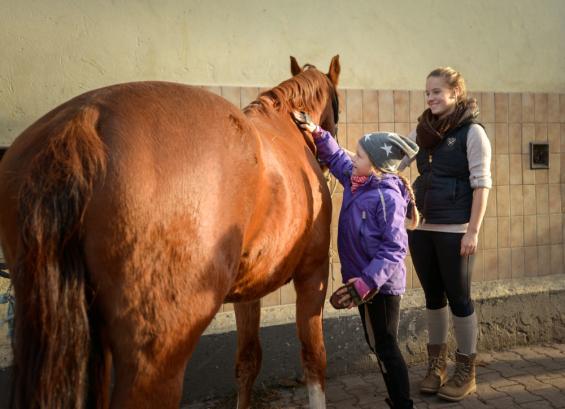 Care Baer, unser Volti-Pferd, nahm mit Trainern und Schülern an einem Lehrgang bei Rainer Hilbt teil.