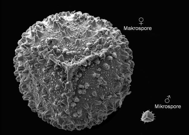 die weiblichen Makrosporangien, in denen große, mit bloßem Auge erkennbare Makrosporen entstehen.