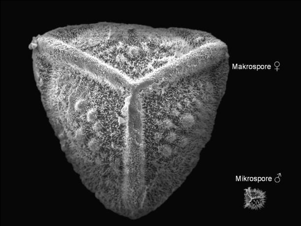 Die Makrosporangien tragenden Makrosporophylle stehen in der Peripherie der Rosette, die weiter innen gelegenen Mikrosporophylle tragen die männlichen Mikrosporangien.