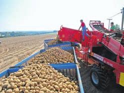 Hier ist der Kartoffelanbau seit jeher Passion und so kann auch das Unternehmen Friweika eg auf jahrzehntelange Erfahrungen in der Kartoffelwirtschaft zurückgreifen.