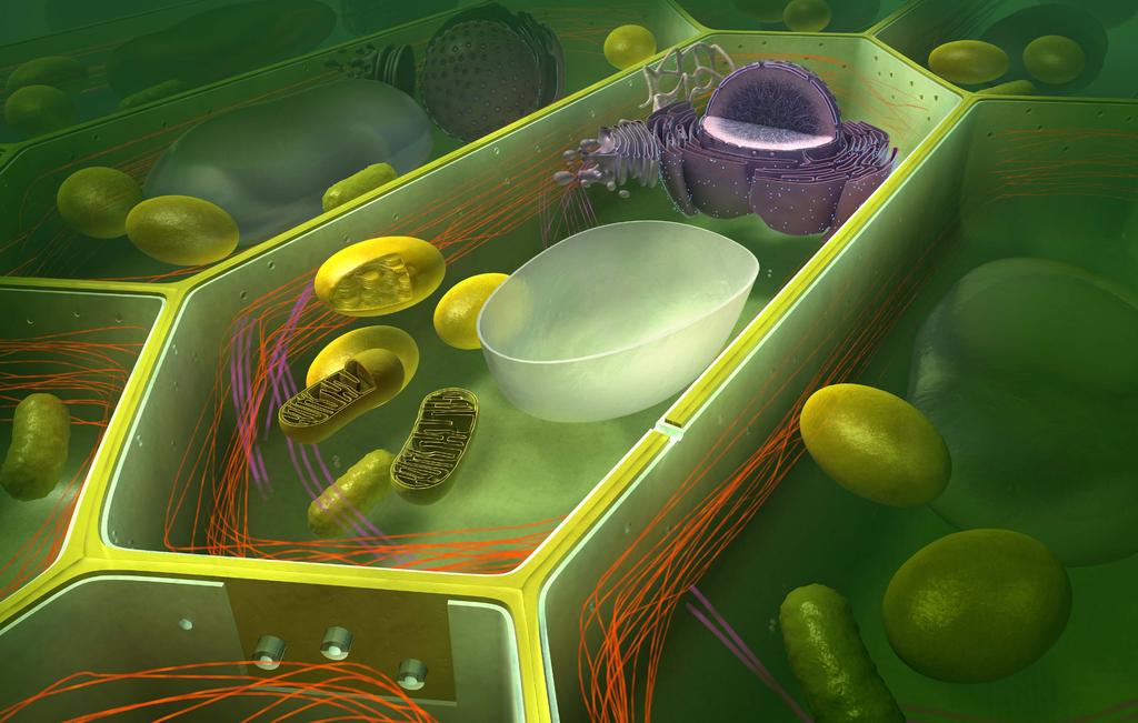 Die pflanzliche Zelle Typischer Aufbau mit Zellkern,