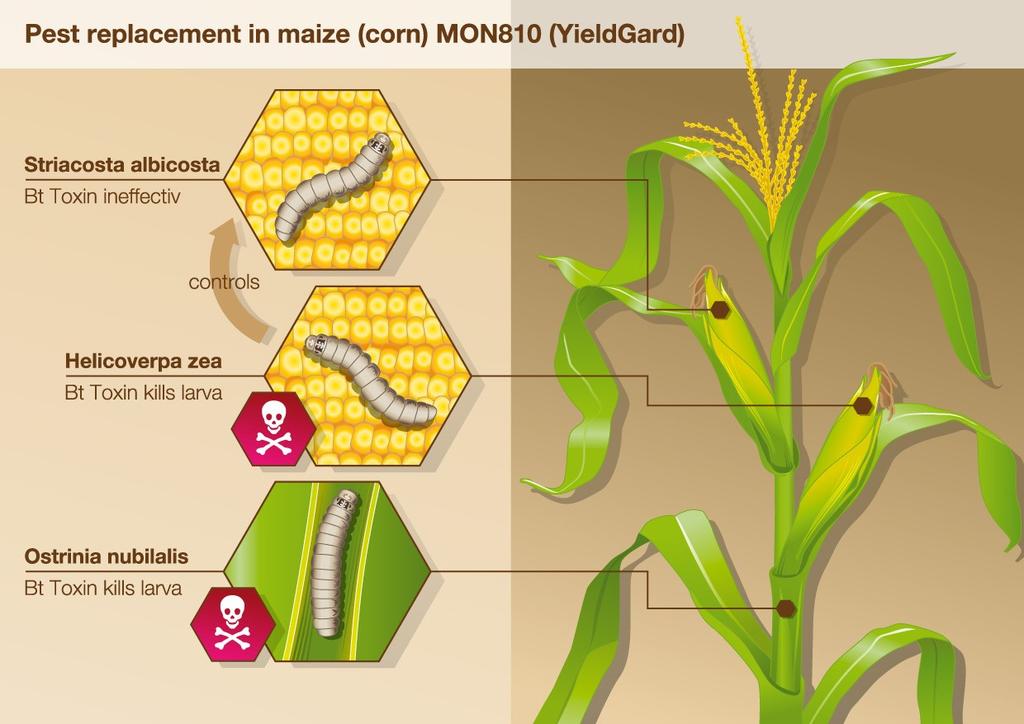 Folgen Anbau Bt-Mais / USA: Neue