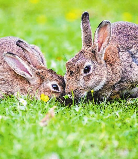 Lokales 13 Eppingen Hase, Ei sowie Kreuz Zeit für Ostern Auferstehung, Leben und Frühling in einem großen Fest / Altertümliche Bräuche und Symbole Eppingen.