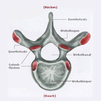 Einleitung Abb. 2: Obere Ansicht eines Wirbels (mit freundlicher Genehmigung von NetDoktor (2010)) 1.