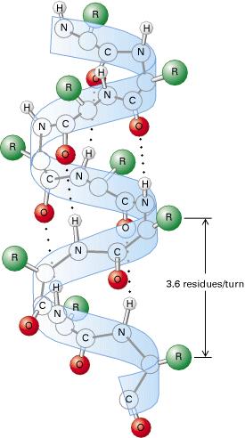 Modell der alpha-helix Primärstruktur: Sequenz der Aminosäure Sekundärstruktur: Helix, Faltblatt, Schleife, Finger Tertiärstruktur: Räumliche Anordnung der Sekundärstrukturelemente aneinander Linus