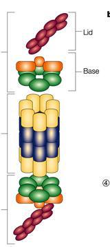 ATP-ase Deckel Basis Abbaundes Protein