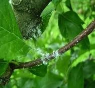 Die grossen Niederschlagsmengen haben den schützenden Fungizidbelag abgewaschen (Captan >30 mm, Delan >40 mm), so dass eine Rückwirkende Behandlung mit einem kurativen Fungizid empfohlen wird.