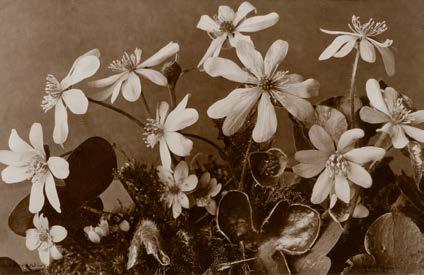 1653* EMANUEL GYGER (1886-1951) Pelz-Anemone, Leberblümli und Anemone Vernalis. 3 Original-Photographien. Getönte Silbergelatine-Abzüge. Vintages. Um 1930. Ausschnitt je ca. 18,5 x 28 cm.
