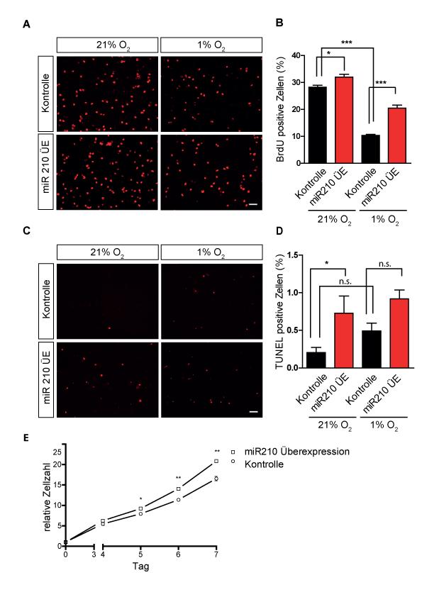 Ergebnisse Abbildung 3.3. In vitro Überexpression von mir210 induziert Proliferation und Apoptose in humanen Glioblastomzellen.