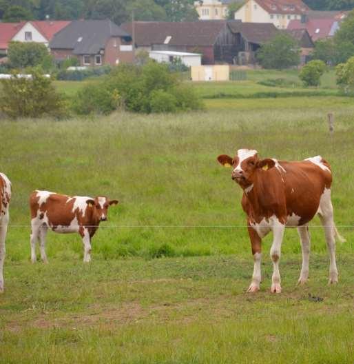 Leistungsfähigkeit der Milchkuh und Aufzuchtqualität Ergebnisse aus einem Mehrländerprojekt Fazit Lebensleistung Über die erste Laktation hinaus gibt es keinen Effekt der Aufzuchtintensität im ersten