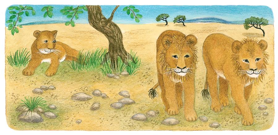 Der kleine Löwe Leo ist traurig. Seine Brüder haben beide schon eine Mähne. Aber rund um den kleinen Löwenkopf ist bei ihm das Fell nur etwas dicker.