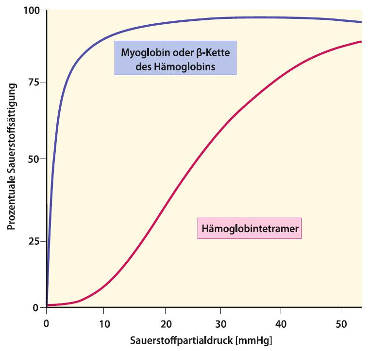 Y (Fraktionelle Sättigung in %) Sauerstoffbindungskurve: Y vs.