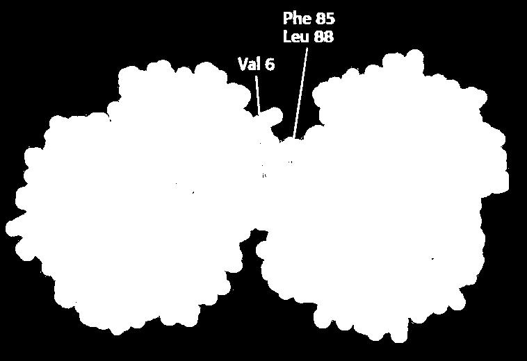 Sichelzellen) β S α Val 6 (sticky patch) Phe 85, Leu