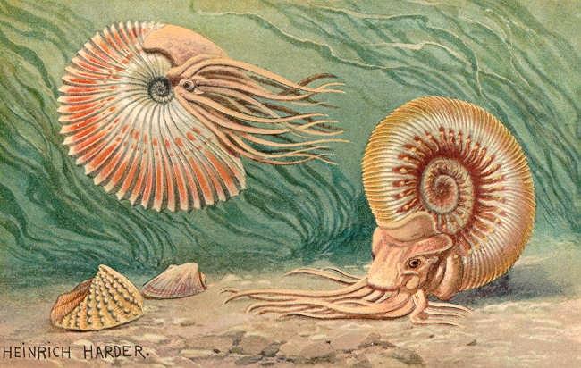 Ammoniten, Brachiopoden und Seelilien besiedelten das Binnenmeer am Meeresboden haftende Seelilien bildeten kleine Kolonien nach dem
