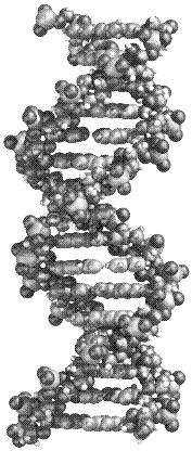 Wirkung ionisierender Strahlen DNA DNA-Proteinvernetzung 150 / Gy / Zelle Einzelstrangbruch 1000 / Gy / Zelle Röntgenstrahlung (Photon) Basenschäden 3000 / Gy /
