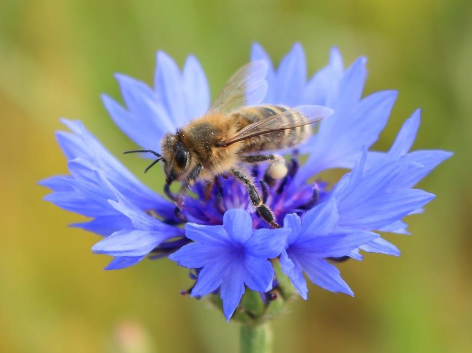 Vorrausetzung für die erfolgreiche Anpassung von Wild- und Honigbienen sowie anderen blütenbestäubenden Insekten an sich verändernde Umweltbedingungen, wie zum Beispiel den Klimawandel, und damit für