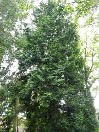 Riesenlebensbaum Thuja plicata Herkunft: westl.
