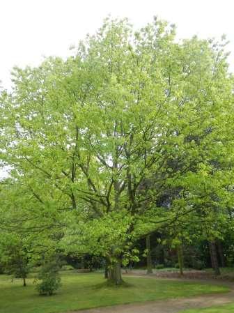 Roteiche Quercus rubra Herkunft: östliches Nordamerika, in Europa seit Beginn des 18.