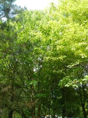 Taschentuchbaum Davidia involucrata Herkunft: Gebirgsregionen von Mittel- und Westchina Wuchshöhe