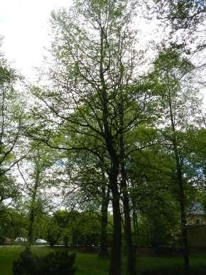 Amerikanischer Amberbaum liquidambar styraciflua Herkunft: Nordamerika, dort holz-und forstwirtschaftlich bedeutend,