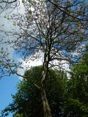 Chinesicher Blauglockenbaum paulownia tomentosa Herkunft: Ostasien, Park-und Gartenbaum in Mitteleuropa Wuchshöhe und