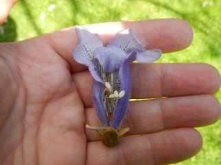 lange Blätter Fruchtform: Kapselfrüchte mit zwei Klappen, nicht genießbar Blüten: trichterförmige, blauviolette Blüten,