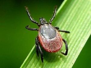Zeckengefahr Eine Zecke ist kein Insekt, sondern eine Spinne, denn sie hat acht anstatt sechs Beine.Auf den vorderen zwei befinden sich Geruchsorgange.