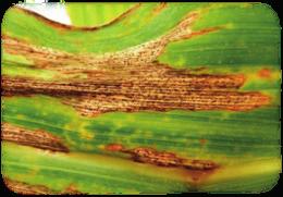6.9 Fungizideinsatz im Mais Die Produkte Retengo Plus und Prosaro
