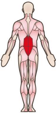 Rückenstrecken auf Gymnastikball Körpermitte: Rückenmuskulatur