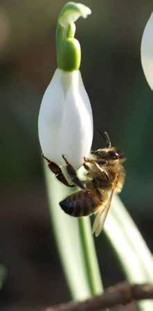 zu verbessern. Gemeinsam haben wir spezielle Mischungen mit diesen Unternehmen entwickelt die Schmetterling- und Bienenfreundlich sind.
